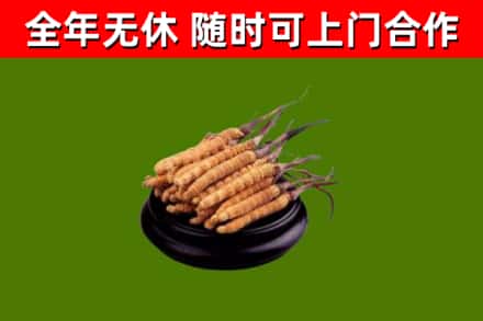 商城烟酒回收冬虫夏草.jpg